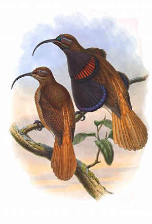 Birds Of Paradise V101_OSG